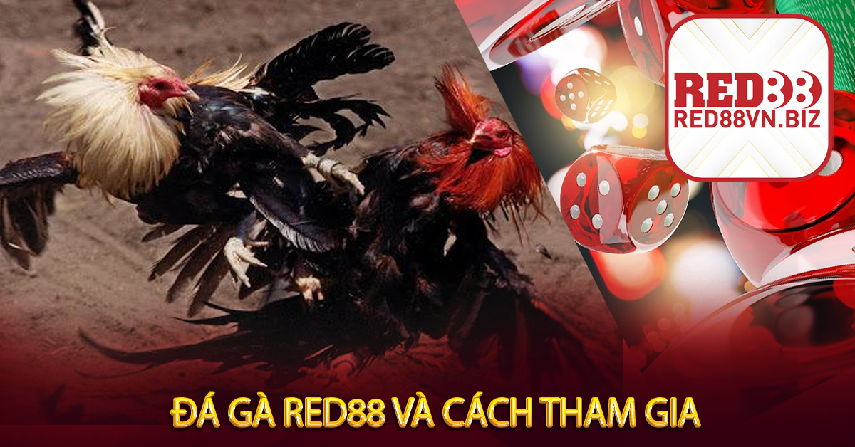 Đá Gà Red88 Và Cách Tham Gia