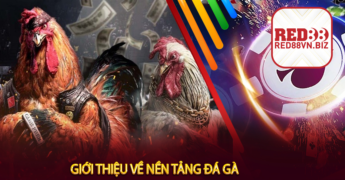 Giới Thiệu Về Nền Tảng Đá Gà