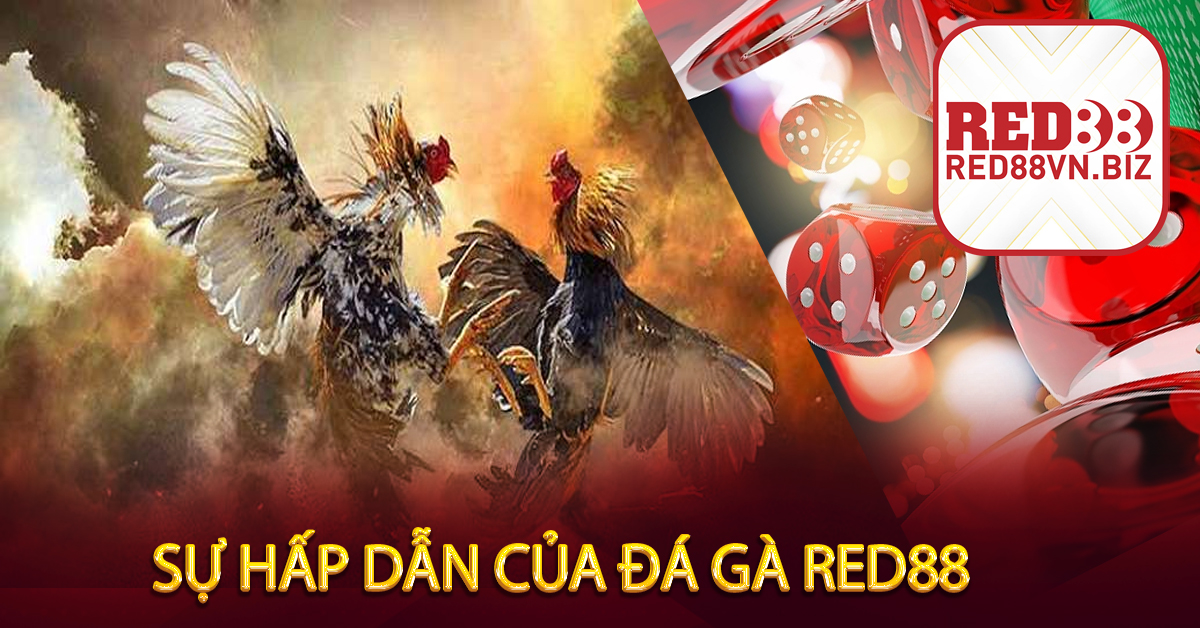 Sự Hấp Dẫn Của Đá Gà Red88